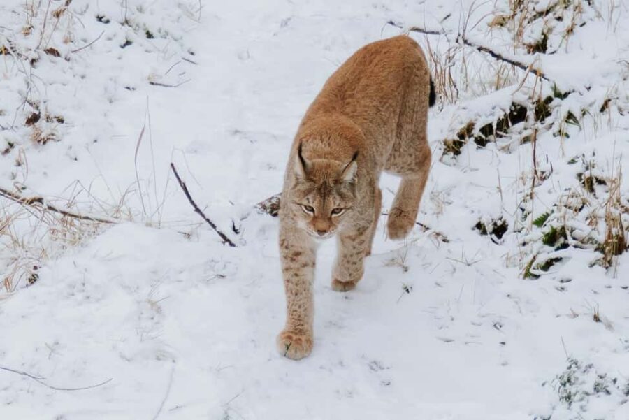 From Rovaniemi: Family Friendly Visit to Ranua Wildlife Park - Exploring Ranua Wildlife Parks Natural Setting