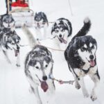 From Rovaniemi: Husky and Reindeer farm with sled ride - Pickup and Transportation from Rovaniemi