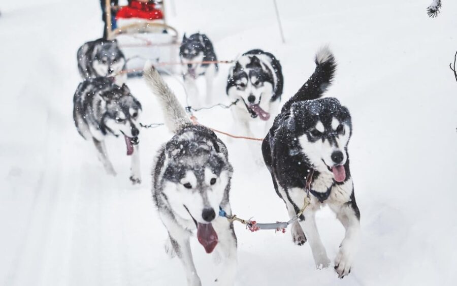 From Rovaniemi: Husky and Reindeer farm with sled ride - Pickup and Transportation from Rovaniemi