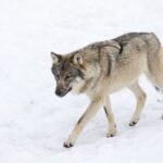 From Rovaniemi: Ranua Wildlife Park Experience - Convenient Pickup and Comfortable Transport from Rovaniemi