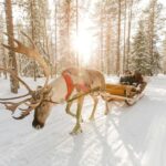 From Rovaniemi: Reindeer Farm Visit with Sleigh Ride - Exploring a Traditional Reindeer Farm in Lapland