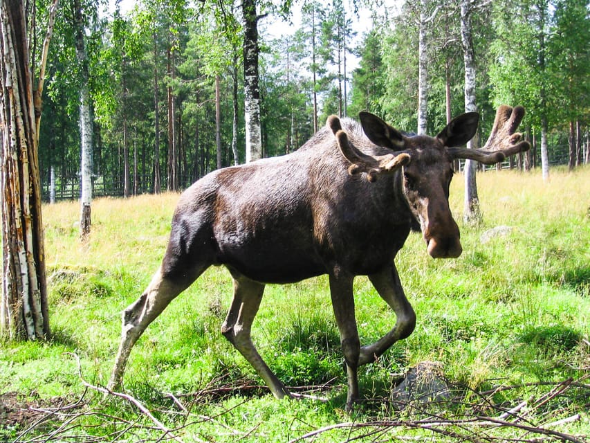From Rovaniemi: Tour to Ranua Wildlife Park - Transportation and Pickup Details in Rovaniemi