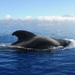 From San Juan beach : Marine Life Cruise - The Marine Wildlife of the Calderón Tropical