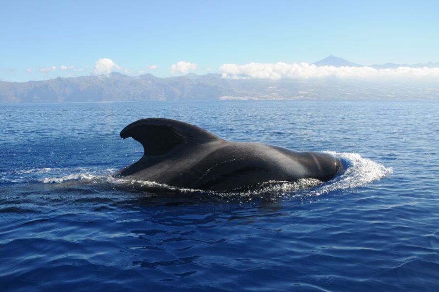 From San Juan beach : Marine Life Cruise - The Marine Wildlife of the Calderón Tropical