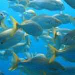 From San Teodoro: snorkeling in Tavolara and Molara - Exploring Molara Island’s Shallow Shallows