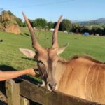From Santander: Cabarceno Natural Park Half-Day Trip - Exploring the Park’s Large Enclosures and Animal Diversity