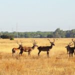 From Seville: Doñana National Park Day Trip - What Makes This Tour Stand Out in Andalusia?