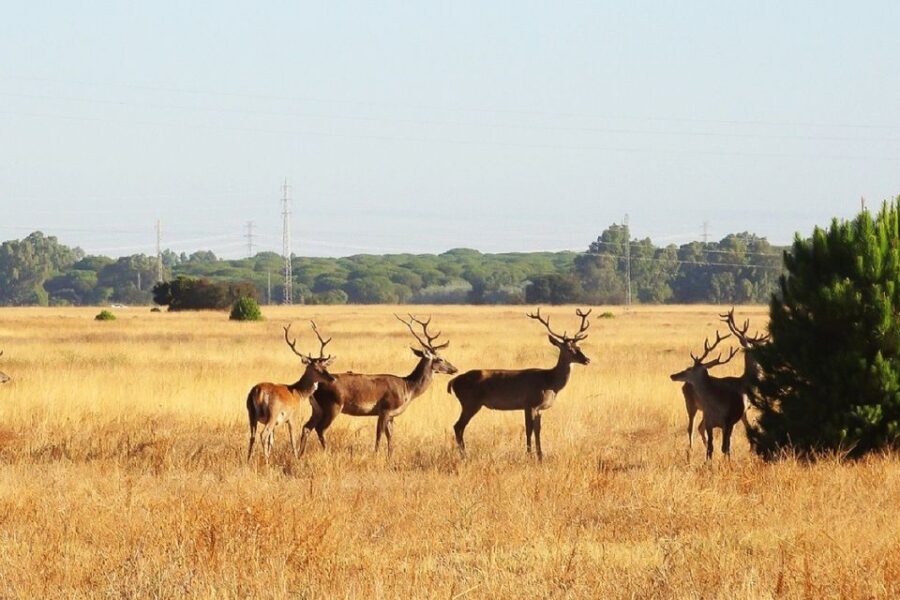 From Seville: Doñana National Park Day Trip - What Makes This Tour Stand Out in Andalusia?
