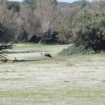 From Seville: Doñana National Park Full-Day Private Tour - Visiting the Village of El Rocío: Tradition and Pilgrimage