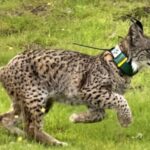 From Seville: Doñana Natural Park, El Rocio and Matalascañas - From Seville to Doñana’s Wildlife Haven