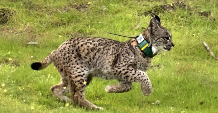 From Seville: Doñana Natural Park, El Rocio and Matalascañas - From Seville to Doñana’s Wildlife Haven