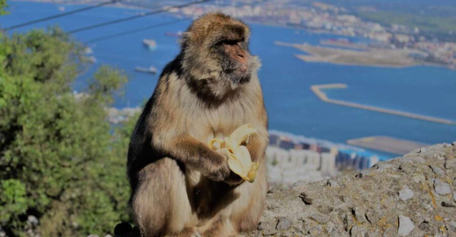 From Seville: Full-Day Trip to Gibraltar - Exploring Gibraltars Main Sights