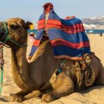 From Seville: Gibraltar and Tangier 2-Day Trip with Hotel - Transport and Transfers