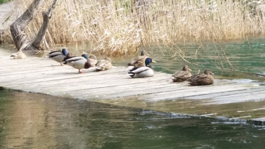 From Sibenik: Private Skradinski buk waterfall in Krka NP - Exploring Krka National Parks Breathtaking Waterfalls