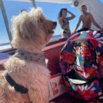 From Sorrento: Capri Boat Tour with Free Time on the Island - Free Time to Discover Capri’s Charm