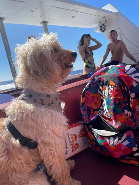 From Sorrento: Capri Boat Tour with Free Time on the Island - Free Time to Discover Capri’s Charm