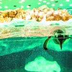 From South Tenerife: Loro Park Zoo Ticket & Hotel Transfers - The Convenience of Hotel Transfers in South Tenerife