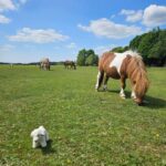 From Southampton: New Forest and Salisbury Private Tour - From Southampton to the Charms of the New Forest