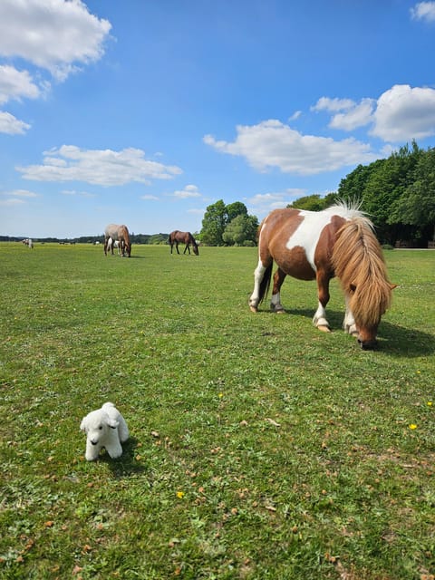 From Southampton: New Forest and Salisbury Private Tour - From Southampton to the Charms of the New Forest