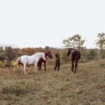 From Split: Magical Plitvice Lakes and Hidden Deer Ranch - Visiting the Upper and Lower Lakes with a Guide