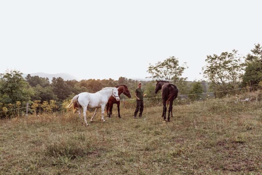From Split: Magical Plitvice Lakes and Hidden Deer Ranch - Visiting the Upper and Lower Lakes with a Guide