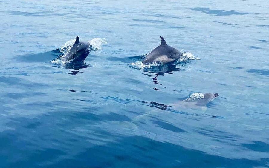 From Split:Private boat tour:Trogir, Blue Lagoon & Solinska - Exploring Trogir’s Historic Charm