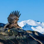 From Svolvær: Lofoten Trollfjord Cruise & Sea Eagle Safari - Scenic Views of Trollfjord’s Towering Cliffs