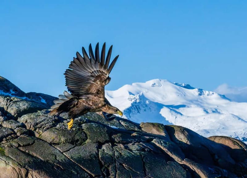 From Svolvær: Lofoten Trollfjord Cruise & Sea Eagle Safari - Scenic Views of Trollfjord’s Towering Cliffs