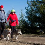 From Tallinn: Husky Park Tour with Cani-Cross Hike - Exploring Kõrvemaa Sled-Dog Park