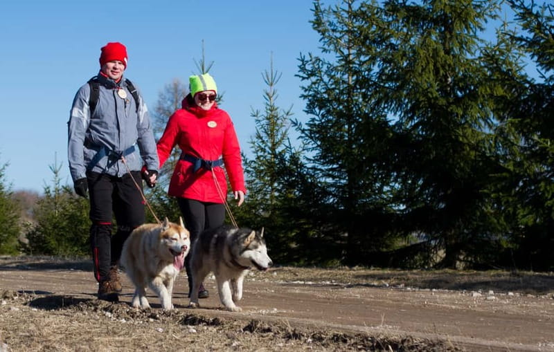 From Tallinn: Husky Park Tour with Cani-Cross Hike - Exploring Kõrvemaa Sled-Dog Park