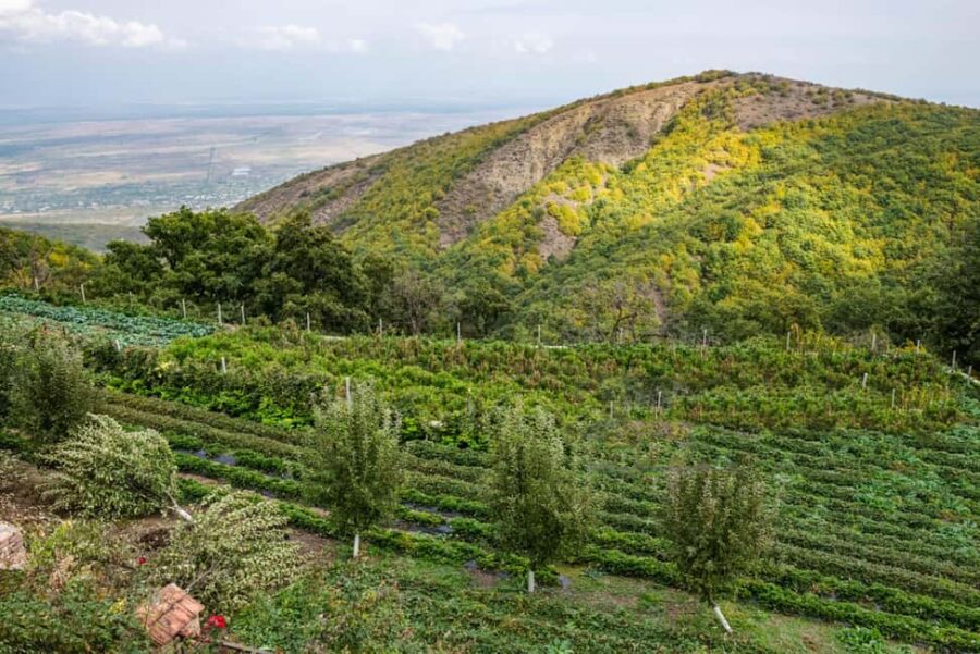 From Tbilisi: Private Bodbe & Sighnaghi Tour - Comfortable Transportation and Personalized Service