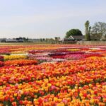 From The Hague: Private Tour To Keukenhof & Tulip Experience - Discover Keukenhof’s Vast Flower Gardens