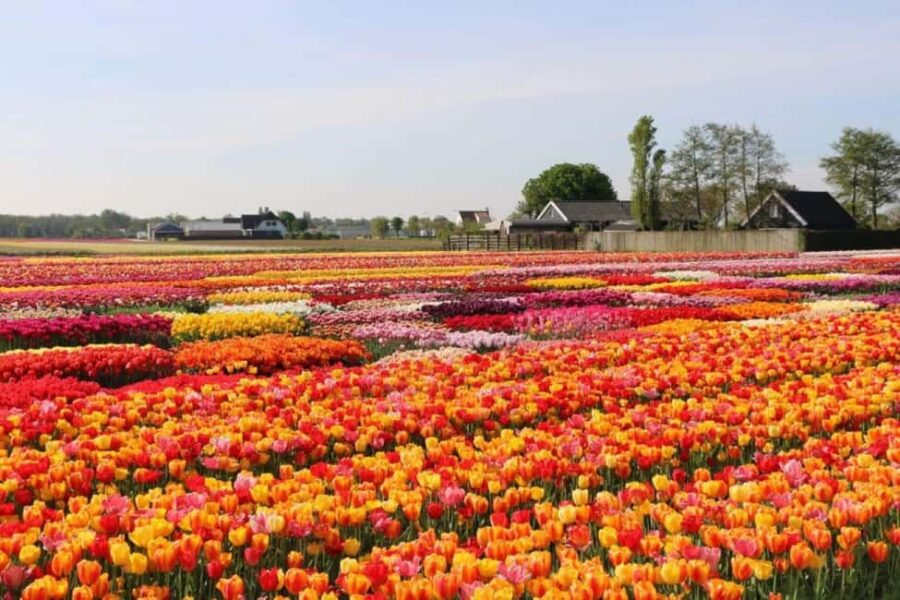 From The Hague: Private Tour To Keukenhof & Tulip Experience - Discover Keukenhof’s Vast Flower Gardens