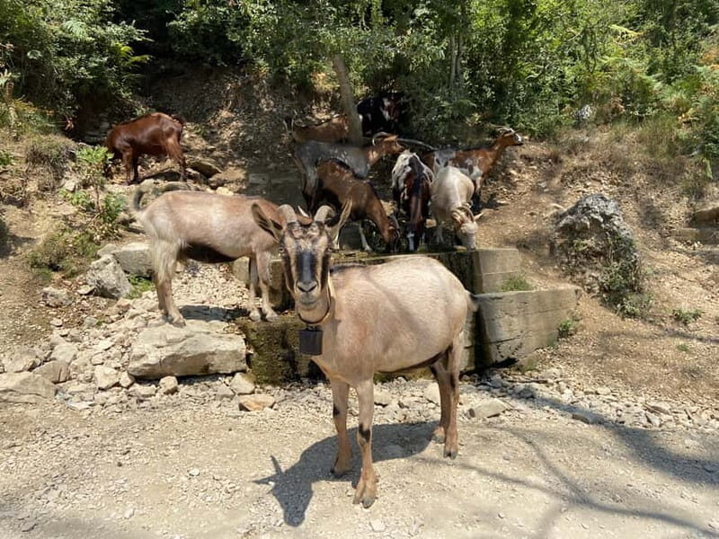 FROM TIRANA: Bovilla Lake & Gamti Mountain Hiking Trip - Visiting Bovilla Canyon and the Lake