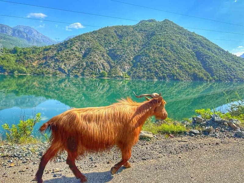 From Tirana/Shkodra: Komani Lake and Shala River Day Trip - Shala River: Crystal Waters and Mountain Views
