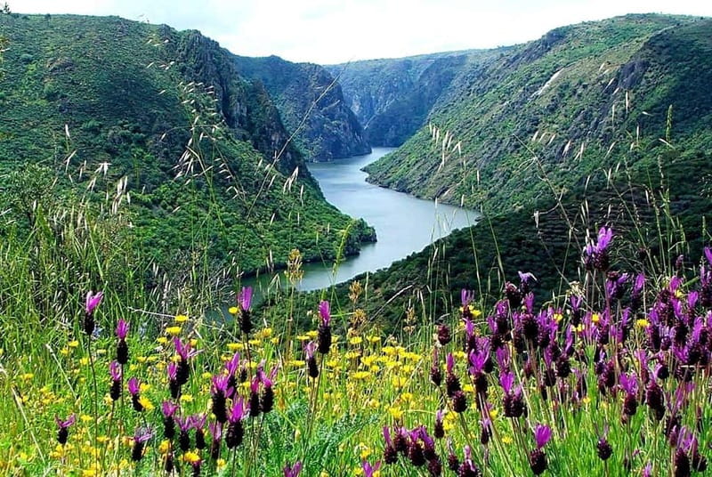 From Torre de Moncorvo: an Immersive Tour through Douro - Picking Seasonal Fruits Straight From the Tree