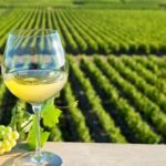 From Tours: Loire Valley Wineries Day Trip with Tastings - Tasting Fine Wines in the Heart of Chinon