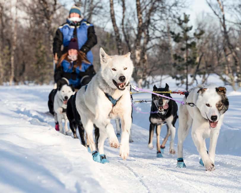 From Tromsø: Dog Sledding Experience with Transfer - Scenic Bus Transfer from Tromsø to the Arctic Outpost