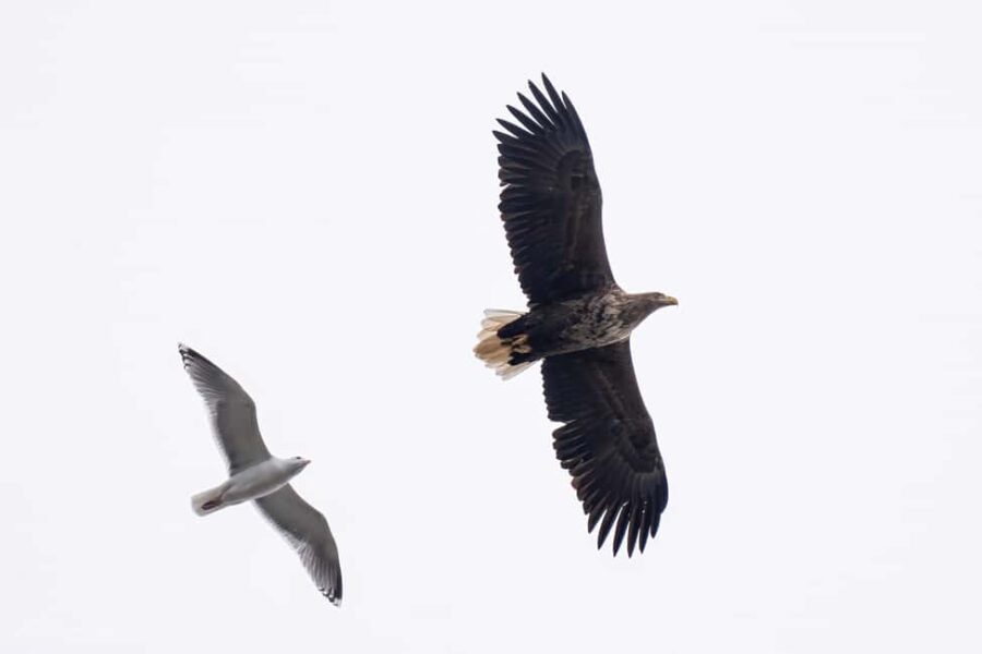 From Tromsø: Fjord Tour with Minivan - Exploring Kvaløya’s Arctic Fjords and Wildlife
