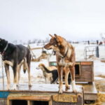 From Tromsø: Guided Husky Snowshoe Hike and Husky Camp Visit - Key Points