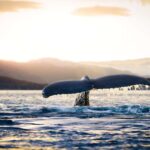 From Tromsø or Skjervøy: Whale Safari by RIB Boat - The Speedy RIB Boat: An Open, Fast Arctic Adventure
