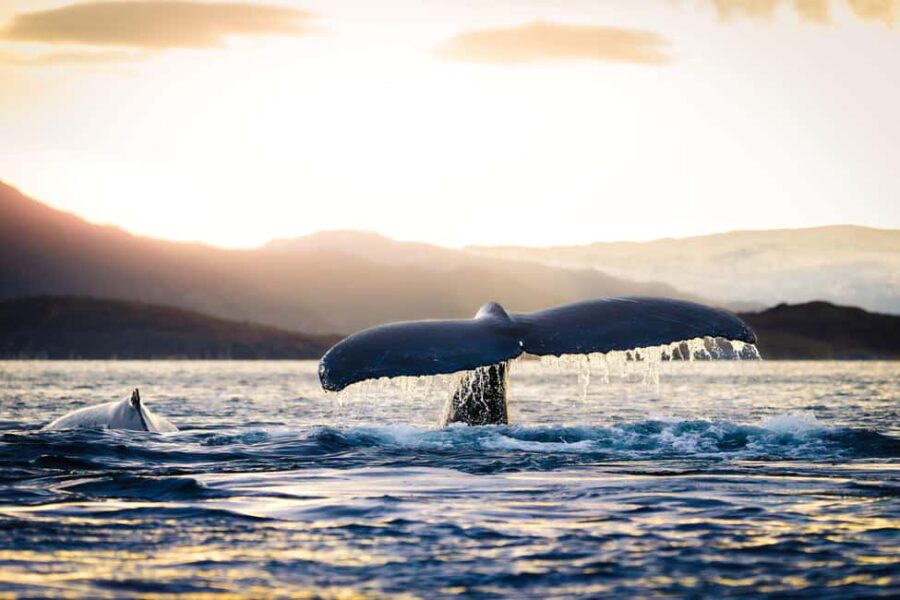 From Tromsø or Skjervøy: Whale Safari by RIB Boat - The Speedy RIB Boat: An Open, Fast Arctic Adventure