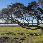 From Tuili: trekking in the Giara Park - Starting Point and Parking Near Tuili