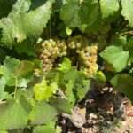 From Valencia: Utiel-Requena Wine Tour and Traditional Lunch - Starting Point and Transportation Details