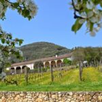 From Verona: Prosecco & Classic method sparkling wine tour, with light lunch - From Verona to the Heart of the Colli Berici Wine Region