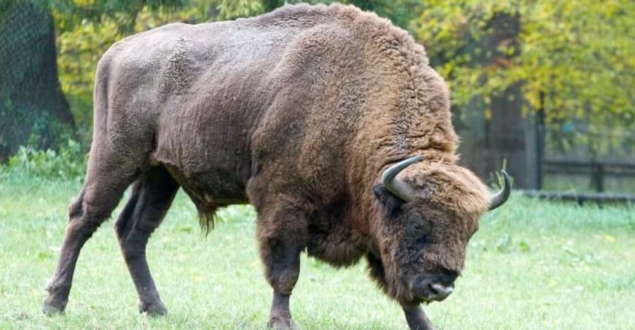 From Warsaw: Small-Group Tour to Bialowieza National Park - Key Points