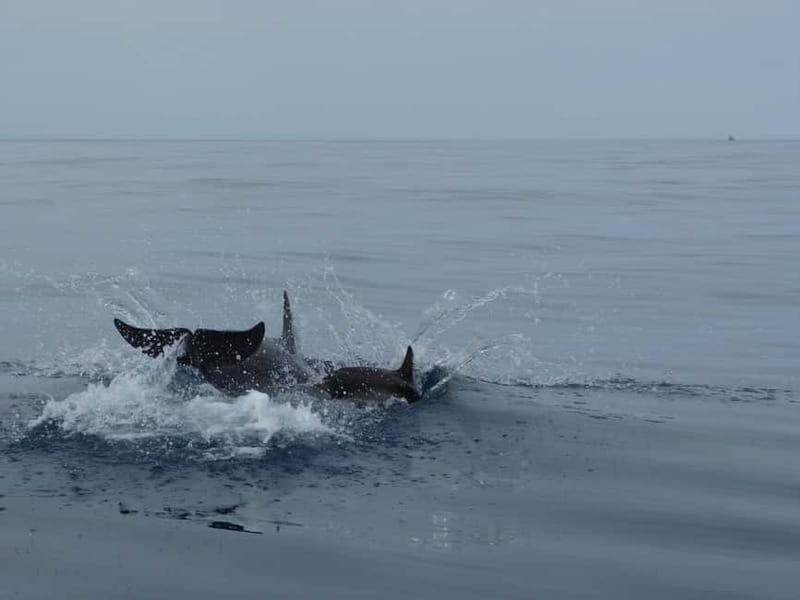 Fuengirola : 2 hours LUXURY Yacht Dolphin Trip DRINKS SNACKS - The Starting Point at Speedboat Fuengirola