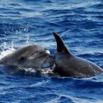 Fuerteventura: Catamarán navegación a vela y delfines. - Starting Point and Pick-up Locations in Fuerteventura