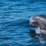 Fuerteventura: Dolphin watching and Lobo Island Combo Cruise - Setting Sail from Corralejo for a Marine Safari