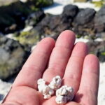 Fuerteventura North with Tapas (food) - Visiting La Jares Volcano and Squirrel Feeding